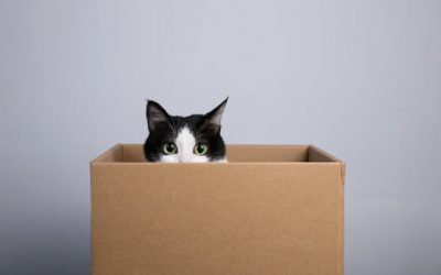 Schrödinger’s cat with 20 qubits: New record with entangled quantum bits