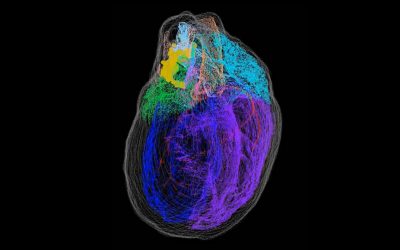 A new 3-D map illuminates the ‘little brain’ within the heart